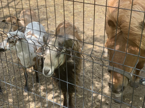 nasze-male-zoo-galeria-10