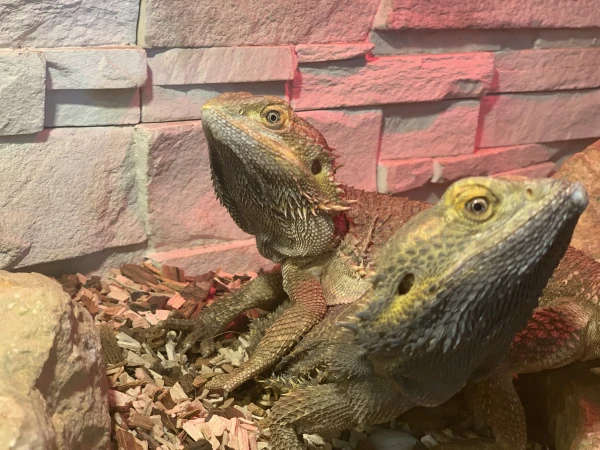 nasze-male-zoo-galeria-12