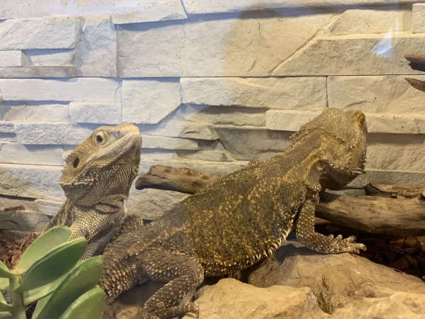 nasze-male-zoo-galeria-14