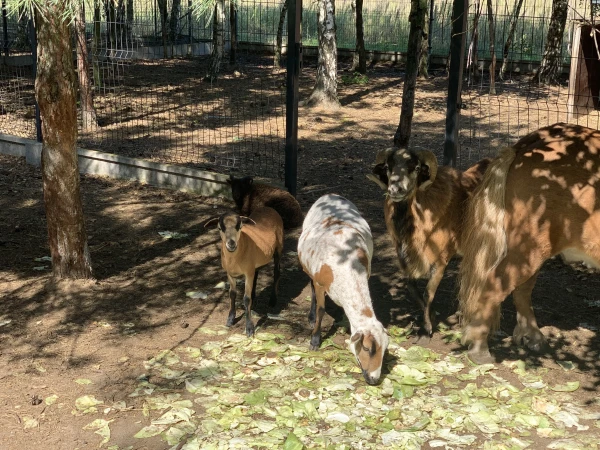 nasze-male-zoo-galeria-16