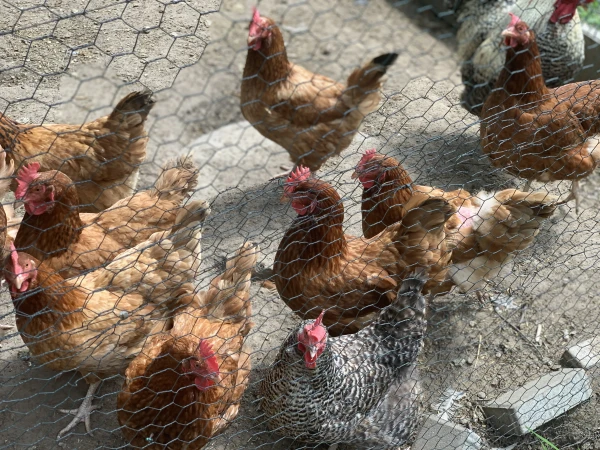 nasze-male-zoo-galeria-4