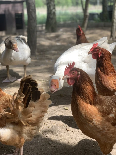 nasze-male-zoo-galeria-6