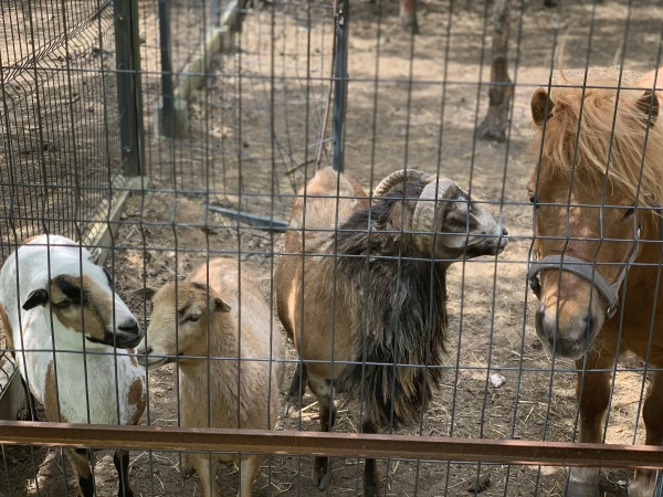 nasze-male-zoo-galeria-7