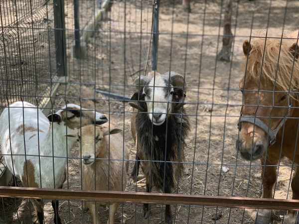 nasze-male-zoo-galeria-8