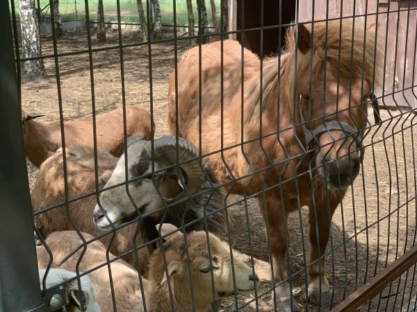 nasze-male-zoo-galeria-9